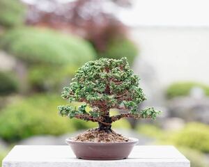 [. bonsai ] stone . hinoki cypress shohin bonsai 