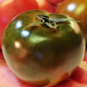 黒トマト フランス原産 在来種（果重：15ｇ～３５ｇ） タネ１０粒 ￥200スタートの画像8