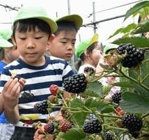 トゲなしなのでお子様にも手摘み、試食可