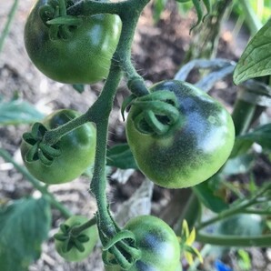 黒トマト フランス原産 在来種（果重：15ｇ～３５ｇ） タネ１０粒 ￥200スタートの画像5