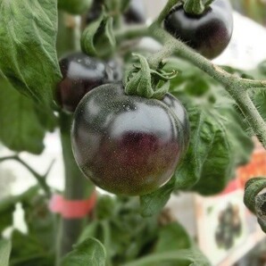 黒トマト フランス原産 在来種（果重：15ｇ～３５ｇ） タネ１０粒 ￥200スタートの画像7