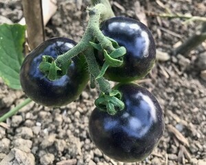 黒トマト フランス原産 在来種（果重：15ｇ～３５ｇ） タネ１０粒 ￥200スタート