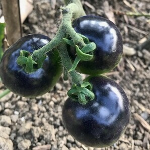 黒トマト フランス原産 在来種（果重：15ｇ～３５ｇ） タネ１０粒 ￥200スタートの画像1