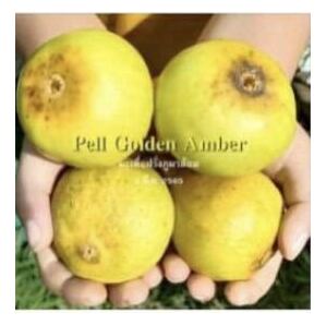 いちじく穂木 Pell Golden Amber 1本の画像4