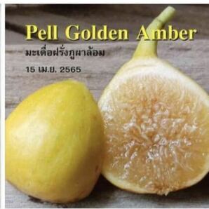 いちじく穂木 Pell Golden Amber 1本 ②の画像3