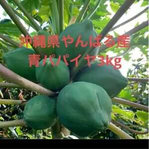 沖縄県やんばる産青パパイヤ3kg