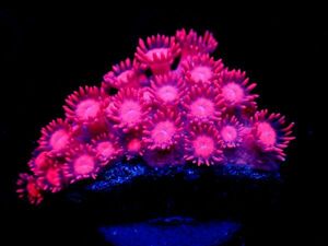 *根本ブルー Dark Pink Gradation* 【ハナガササンゴ】 ≪蓮花≫　#サンゴ #コーラル