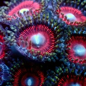 *多粒 Red Radiation* 【マメスナ】 ≪蓮花≫ #サンゴ #コーラルの画像3