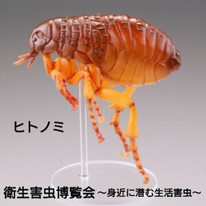 カプセルＱ 衛生害虫博覧会 身近に潜む生活害虫 ヒトノミ ノミ 蚤 昆虫 動物 生物 フィギュア 海洋堂 KAIYODO 新品袋未開封