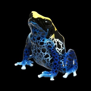 ネイチャーテクニカラー ヤドクガエル The BEST アイゾメヤドクガエル カエル 蛙 かえる 両生類 動物 生物 フィギュア いきもん 新品未開封の画像2