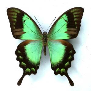 蝶 標本 ヘリボシアオネアゲハ albertisi ♂ West Papuaの画像1