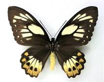 蝶　標本　メガネトリバネアゲハ　aureus　♂♀　West Papua_画像3