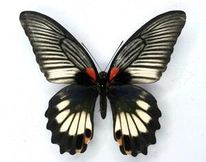  butterfly specimen length Kia ge is * Okinawa main island 