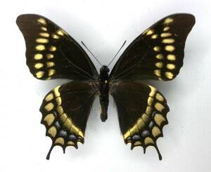  butterfly specimen mitsu or ge is warscewiczii * PERU