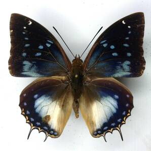 蝶 標本 キタエロンフタオ cithaeron ♂ Tanzaniaの画像1