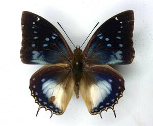  butterfly specimen kitae long cover ocithaeron * Tanzania