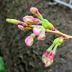 ♪ 日本の春を代表する桜 染井吉野（ソメイヨシノ） 開花しました 鉢入れ 同等品を発送 ♪の画像5