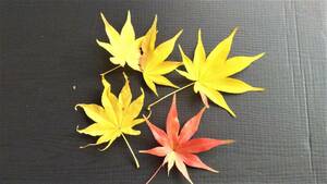 !*momiji very unusual ~ goods kind [..sidare]. seeds kind 30 bead bonsai also 2023 year 11 month . taking free shipping *!