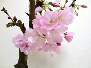 ♪♪　旭山桜　５号サイズの鉢入れ　満開です♪♪　玄関、リビング、キッチン、机等に置き癒されます　♪♪