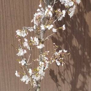♪ 日本の春を代表する桜 染井吉野（ソメイヨシノ） 開花しました 鉢入れ 同等品を発送 ♪の画像1