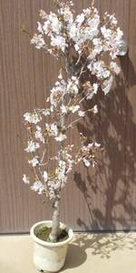 ♪　日本の春を代表する桜　染井吉野（ソメイヨシノ）　開花しました　鉢入れ　同等品を発送　♪