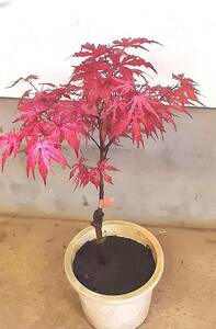 !!momiji[ heaven castle hour rain ](......) deep-red . leaf . black color . feature height is bottom part from 50 centimeter degree 6 number size. pot reality goods!!*