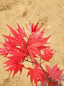**momiji[.. .](.. . umbrella ) autumn . leaf . deep-red . color ..... kind 40 bead bonsai also 2023 year 11 month . taking **