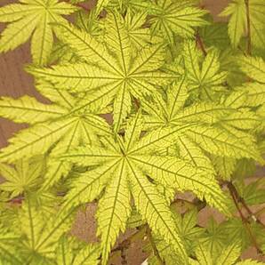 ♪● モミジ 斑入りの葉が特徴 人気品種『鴫立沢 高さは底部から６０センチ前後 現品  ●♪の画像2
