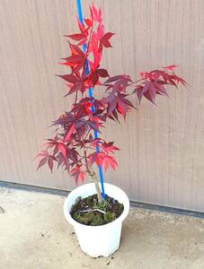 !!momiji[ wistaria wave .] red color .. color. exquisite Contrast. . entering height is bottom part from 60 centimeter degree reality goods!!*