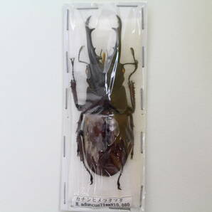 中古◆昆虫標本 クワガタムシ カチンヒメフタマタクワガタ H aduncus アドゥンクスフタマタクワガタ カチンシカクワガタ Rhaetulus◆411bの画像2