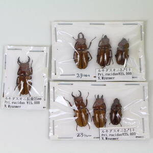 中古◆昆虫標本 クワガタムシ ルキダスオニクワガタ Prismognathus rucidus オニクワガタ ミャンマー 海外◆0411g