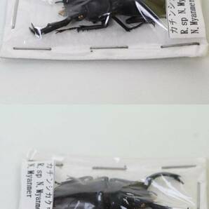 中古◆昆虫標本 クワガタムシ カチンヒメフタマタクワガタ H aduncus アドゥンクスフタマタクワガタ カチンシカクワガタ Rhaetulus◆411bの画像9