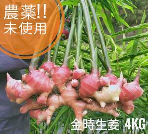 限界集落栽培!!　農薬未使用 金時ひね生姜4ｋｇ　無農薬　種にも!!