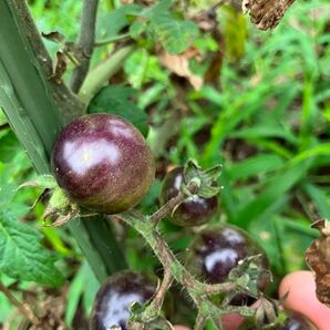 珍しい種　ブルーベリートマト種　15粒