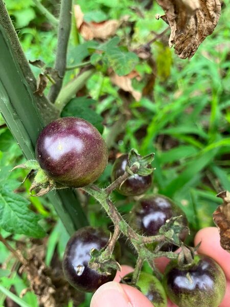 珍しい種　ブルーベリートマト種　15粒