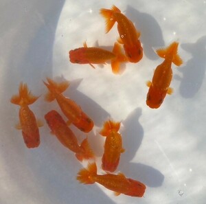 # Uno group golgfish two -years old fish #8 pcs set approximately 7~9cm#1-11 Saturday (4 day ) shipping..# shipping un- possible region equipped 
