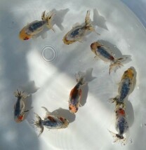 ■江戸錦 二歳魚■8匹セット 約8~9cm■4－4 土曜日(4日)発送です。■発送不可地域あり_画像3