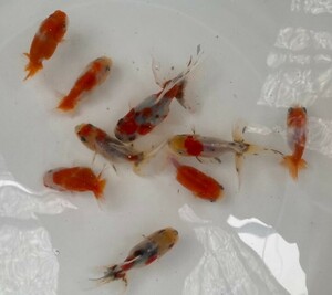 ■ミックス金魚 二歳魚■9匹セット 約10~12cm■4－2 土曜日(27日)発送です。■発送不可地域あり