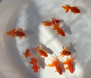 ■ ryukin 2 -year -sold Fish ■ 10 сетов около 7 ~ 8 см ■ 4-10 суббота (4 -е место). ■ Существует область, которая не может быть отправлена