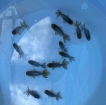 ■青らんちゅう 二歳魚■13匹セット 約5~7cm■6－17 金曜日(19日)発送です。■発送不可地域あり_画像1