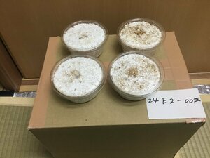 オオクワガタ能勢YG血統 幼虫4頭