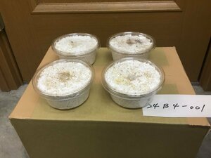 オオクワガタ 能勢YG血統 幼虫4頭