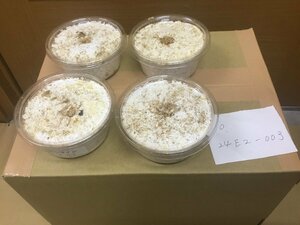 オオクワガタ 能勢YG血統幼虫4頭