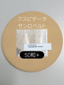 エケベリア クスピダータ サンロベルト 50粒 多肉 種子 ケーレス