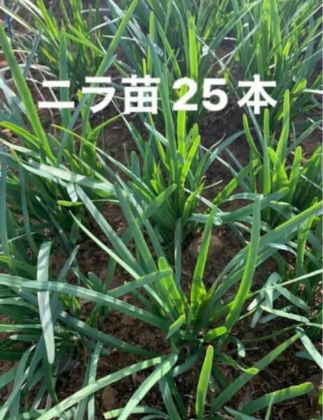 ニラ苗　無農薬栽培　25本　2年目