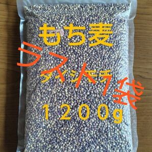 もち麦 ダイシモチ１２００g