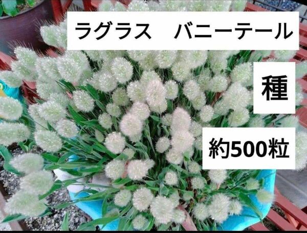 ラグラスバニーテール　種　500粒以上