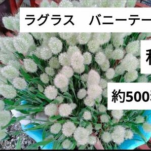 ラグラスバニーテール　種　500粒以上