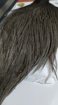 ☆ホワイティングプログレードケープダークダイドダンWhiting Pro Grade CAPE Dark Dyed Dun☆ハックル_画像9