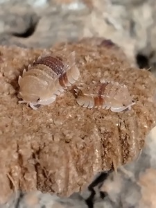 スピノサスダンゴムシ　10匹＋残土　Pseudarmadillo spinosus